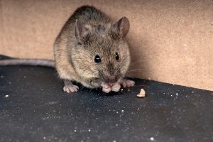 Patkány vagy egérirtás? A szakember segít