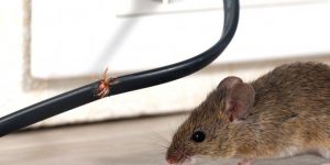A patkányirtás módszereiről, melyiket mikor alkalmazzuk?